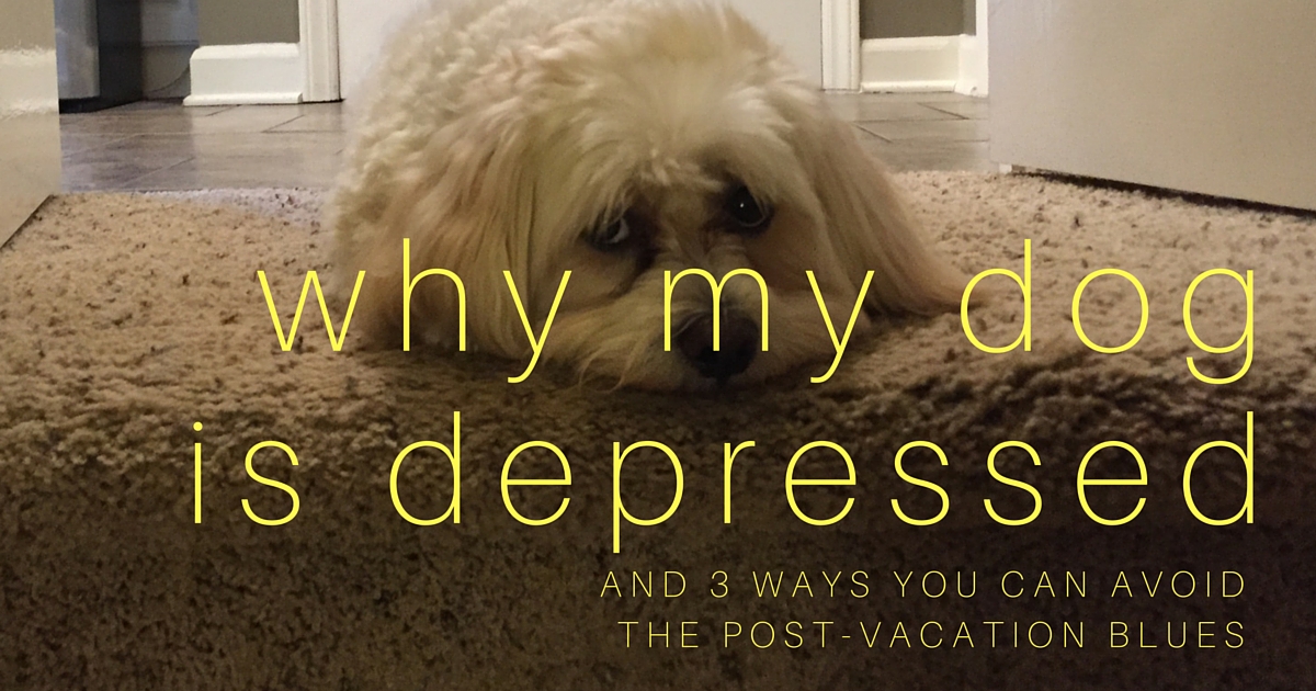 Why My Dog Is Depressed Coach Approach Ministries