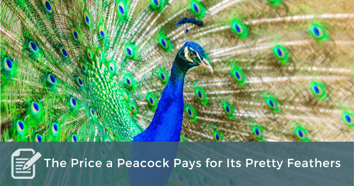 The Price a Peacock Pays for Its Pretty Feathers