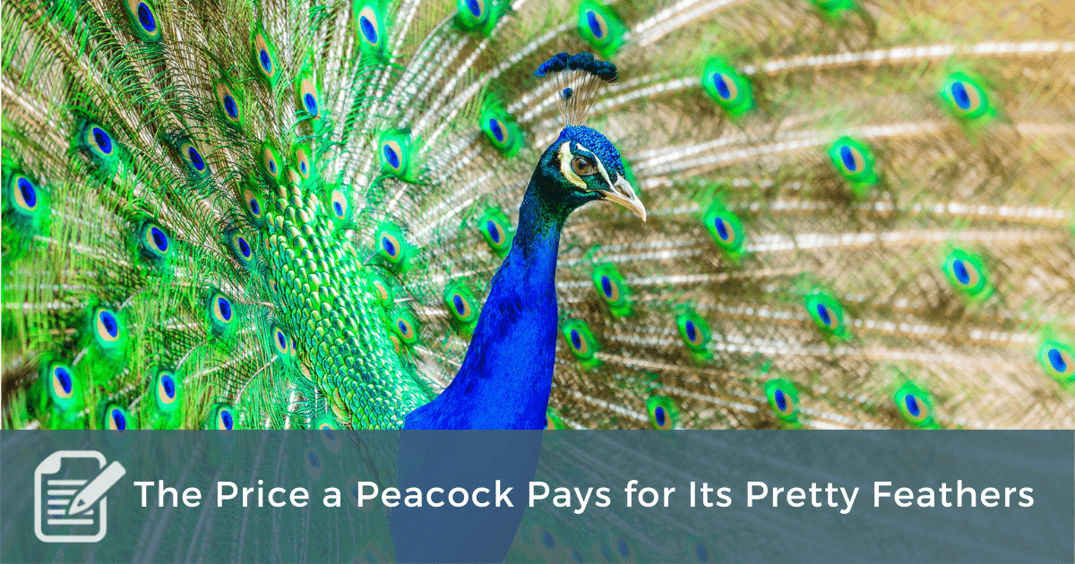 Peacock is getting its first-ever price hike